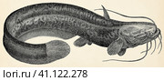 The freshwater fish - wels catfish (Silurus glanis). Antique stylized illustration. Стоковая иллюстрация, иллюстратор Sergey Kohl / Фотобанк Лори
