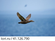 Гага обыкновенная. Стоковое фото, фотограф Валентин Колинько / Фотобанк Лори