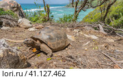 A giant turtle walks along a path on a tropical island. The shell, paws, and eyes are visible. There are picturesque boulders all around. Turquoise ocean, white foam waves in the distance. Seychelles. Стоковое фото, фотограф Вера Ивановна Кубарева / Фотобанк Лори