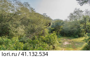 A dirt safari road runs through the jungle. Ruts are visible. Dense thickets of green trees on the roadsides. Blue sky. India. Sariska National Park. Стоковое фото, фотограф Вера Ивановна Кубарева / Фотобанк Лори