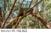 Common brown lemur Eulemur albifrons in Kirindy Forest Park. A charming animal is sitting on a tree branch, drinking water from a shell, which is held out to him by a human hand. Madagascar. Стоковое фото, фотограф Вера Ивановна Кубарева / Фотобанк Лори