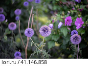 Flowers of Echinops sphaerocephalus. Close-up. Art lens. Swirl bokeh. Focus on the center. Стоковое фото, фотограф Sergey Kohl / Фотобанк Лори