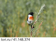 Черноголовый чекан (Saxicola rubicola). Птица-мухоловка сидит на зеленой траве. Стоковое фото, фотограф Любовь Демус / Фотобанк Лори