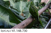 A green parrot- Amazona albifrons sits on a branch. He tilted his head to one side. View from the back. Lush tropical vegetation all around. Brazil. Bird Park. Foz do Iguacu. Стоковое фото, фотограф Вера Ивановна Кубарева / Фотобанк Лори