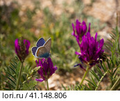 Close-up of a beautiful butterfly on a flower on a green background. Стоковое фото, фотограф Александр Кротков / Фотобанк Лори