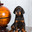 A smart Doberman puppy sits near a globe on a white background. Стоковое фото, фотограф Неведицына Елена / Фотобанк Лори