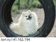 Portrait of fluffy puppy of Small German Pomeranian on dog playground. Стоковое фото, фотограф Aleksandr Golubev / Фотобанк Лори