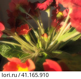 Primrose, a genus of plants from the Primulaceae family of the order Ericales. Most species are flowering low grasses. Red bright flower with a yellow center. Close-up of a plant. Стоковое фото, фотограф Юлия Петровская / Фотобанк Лори