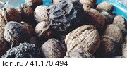 Walnuts close-up. Harvest of nuts. Walnut fruits, rounded large single single-seeded drupes. A healthy diet that includes glycerides of linoleic, oleic, stearic, palmitic and linolenic acids. Стоковое фото, фотограф Юлия Петровская / Фотобанк Лори