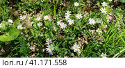 Forest starfish. Delicate white flowers in the forest. Antidiabetic agent, natural sweetener. Beautiful medicinal plants. Soft focus. Стоковое фото, фотограф Юлия Петровская / Фотобанк Лори