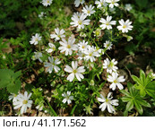 Forest starfish. Delicate white flowers in the forest. Antidiabetic agent, natural sweetener. Beautiful medicinal plants. Soft focus. Стоковое фото, фотограф Юлия Петровская / Фотобанк Лори