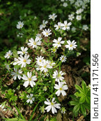 Forest starfish. Delicate white flowers in the forest. Antidiabetic agent, natural sweetener. Beautiful medicinal plants. Soft focus. Стоковое фото, фотограф Юлия Петровская / Фотобанк Лори