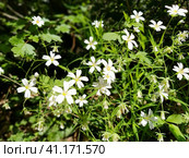 Forest starfish. Delicate white flowers in the forest. Antidiabetic agent, natural sweetener. Beautiful medicinal plants. Soft focus. Стоковое фото, фотограф Юлия Петровская / Фотобанк Лори