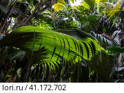 Green palm trees leaves are in a sunshine. Vallee de Mai, Praslin (2023 год). Стоковое фото, фотограф EugeneSergeev / Фотобанк Лори