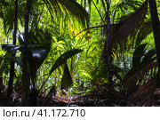 Palm forest of Vallee de Mai, Praslin island, Seychelles. Tropic background (2023 год). Стоковое фото, фотограф EugeneSergeev / Фотобанк Лори