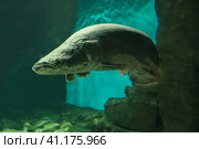 Fish under water. Arapaima fish - Pirarucu Arapaima gigas one largest freshwater fish. Fish in the aquarium behind glass. Стоковое фото, фотограф Ирина Вершинская / Фотобанк Лори