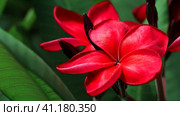 Couple of deep red frangipani plumeria flowers on sunny day. Close up. Стоковое фото, фотограф Igor Tichonow / Фотобанк Лори