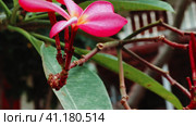 Frangipani flower near resort moving by ocean breeze. Стоковое фото, фотограф Igor Tichonow / Фотобанк Лори