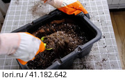 Hands in gloves mix ingredients for the soil of home potted plants, peat, earth, sand, perlite, vermiculite, coconut. A mixture for planting plants in a pot. Layout. Стоковое видео, видеограф Ольга Симонова / Фотобанк Лори