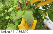 A close-up of a farmer's hands in yellow gloves, examining tomato leaves damaged by bacterial spotting. Problems of agriculture. Стоковое видео, видеограф Ирина Старикова / Фотобанк Лори