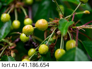 Ripening cherries on a branch in the garden during the spring rain. Gardening concept. Selective focus on the left berry. Созревающие вишни на ветке в саду во время весеннего дождя. Концепция озеленения. Избирательный фокус на левой ягоде. Стоковое фото, фотограф Дмитрий Березнев / Фотобанк Лори