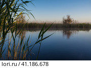 Photo of the far shore of the lake overgrown with thick reeds in the pre-dawn haze. Фотография дальнего берега озера, заросшего густым камышом, в предрассветной дымке. (2020 год). Редакционное фото, фотограф Дмитрий Березнев / Фотобанк Лори