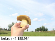 Польский белый гриб на фоне природы в руке. Стоковое фото, фотограф Елена Бобкова / Фотобанк Лори