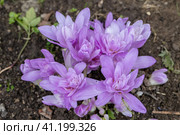 Colchicum Waterlily purple flowers in garden. Стоковое фото, фотограф Ольга Сейфутдинова / Фотобанк Лори