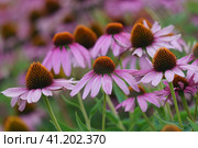 Bright flower bed in the Moscow city. Echinacea purpurea, the eastern purple coneflower, purple coneflower, hedgehog coneflower, or echinacea. Natural beautiful floral background. Стоковое фото, фотограф YuryKara / Фотобанк Лори