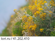 Photography of yellow flowers pattern. Bright autumn background. Autumn concepts. Flowers will just bloom and wither. Стоковое фото, фотограф YuryKara / Фотобанк Лори