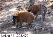 Red river hogs walking on forest glade on sunny day. Стоковое фото, фотограф Яков Филимонов / Фотобанк Лори