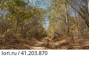 A straight dry dirt road runs through the forest. Ruts are visible. Thickets of deciduous trees on the roadsides. Branches and leaves against the blue sky. Madagascar. Kirindy Forest. Стоковое фото, фотограф Вера Ивановна Кубарева / Фотобанк Лори