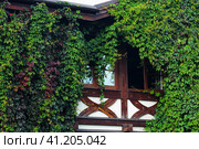 Стена деревянного дома заросшая вьюном. Редакционное фото, фотограф Евгений Фомичев / Фотобанк Лори