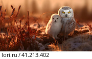 Полярная сова с птенцом (Snowy owl, Bubo scandiacus, Nyctea scandiaca). Generative AI. Стоковое AI-изображение, AI-художник Щеголева Ольга / Фотобанк Лори