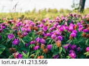 Meadow of Clover Flowers. Стоковое фото, фотограф Всеволод Белоусов / Фотобанк Лори