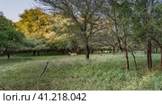 Nilgai antelope and axis spotted deer graze in a forest clearing in the jungle. Lush green grass and spreading trees all around. Blue sky. India. Ranthambore National Park. Стоковое фото, фотограф Вера Ивановна Кубарева / Фотобанк Лори
