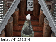 Белый голубь сидит под  куполом храма зимним пасмурным днем. Стоковое фото, фотограф Pukhov K / Фотобанк Лори