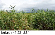 Common reed, or southern reed, Phragmites australis, a tall perennial grass of the genus Reed. Flora of the estuary. Moisture-loving plant. Soils with close standing groundwater. Stormy weather. Стоковое фото, фотограф Юлия Петровская / Фотобанк Лори