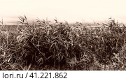 Common reed, or southern reed, Phragmites australis, a tall perennial grass of the genus Reed. Flora of the estuary. Moisture-loving plant. Retro vintage sepia grain film effect. Stormy weather. Стоковое фото, фотограф Юлия Петровская / Фотобанк Лори