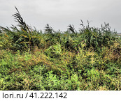 Common reed, or southern reed, Phragmites australis, a tall perennial grass of the genus Reed. Flora of the estuary. Moisture-loving plant. Soils with close standing groundwater. Stormy weather. Стоковое фото, фотограф Юлия Петровская / Фотобанк Лори