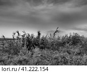 Common reed, or southern reed, Phragmites australis, a tall perennial grass of the genus Reed. Flora of the estuary. Black and white monochrome. Soils with close standing groundwater. Stormy weather. Стоковое фото, фотограф Юлия Петровская / Фотобанк Лори