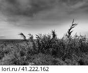 Common reed, or southern reed, Phragmites australis, a tall perennial grass of the genus Reed. Flora of the estuary. Black and white monochrome. Soils with close standing groundwater. Stormy weather. Стоковое фото, фотограф Юлия Петровская / Фотобанк Лори