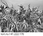 Common reed, or southern reed, Phragmites australis, a tall perennial grass of the genus Reed. Flora of the estuary. Black and white monochrome. Soils with close standing groundwater. Stormy weather. Стоковое фото, фотограф Юлия Петровская / Фотобанк Лори
