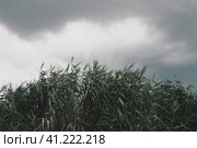 Common reed, or southern reed, Phragmites australis, a tall perennial grass of the genus Reed. Flora of the estuary. Moisture-loving plant. Soils with close standing groundwater. Stormy weather. Стоковое фото, фотограф Юлия Петровская / Фотобанк Лори