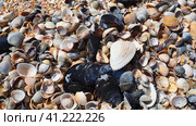 Shells from gastropods of bivalve molluscs. The Azov and Black seas, Golubitskaya. Seashells on the shore. Cerastoderma lamarcki, Hypanis colorata, Anadara inaequivalvis, Mytilus galloprovincialis. Стоковое фото, фотограф Юлия Петровская / Фотобанк Лори
