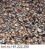 Shells from gastropods of bivalve molluscs. The Azov and Black seas, Golubitskaya. Seashells on the shore. Cerastoderma lamarcki, Hypanis colorata, Anadara inaequivalvis, Mytilus galloprovincialis. Стоковое фото, фотограф Юлия Петровская / Фотобанк Лори
