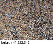 Shells from gastropods of bivalve molluscs. The Azov and Black seas, Golubitskaya. Seashells on the shore. Cerastoderma lamarcki, Hypanis colorata, Anadara inaequivalvis, Mytilus galloprovincialis. Стоковое фото, фотограф Юлия Петровская / Фотобанк Лори
