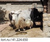 yaks eat at the trough. The yak Bos mutus is a cloven-hoofed mammal from the genus of true bulls of the bovine family. Стоковое фото, фотограф Юлия Петровская / Фотобанк Лори