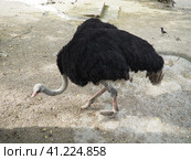 African Masai ostrich. An ostrich with black feathering on its wings and a gray neck is looking for something edible on the sand. Стоковое фото, фотограф Юлия Петровская / Фотобанк Лори