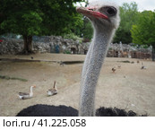 Belgrade, Serbia, April 25, 2021 African ostrich, Masai ostrich, stretched out its neck. The largest of the modern birds. Struthio camelus, a ratite flightless bird of the Struthionidae ostrich family. Стоковое фото, фотограф Юлия Петровская / Фотобанк Лори
